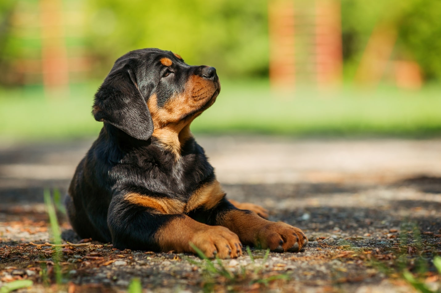 Rottweiler farting