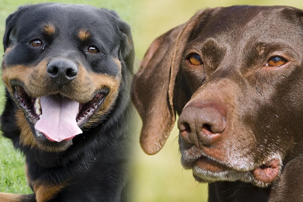 Rottweiler German Shorthaired Pointer Mix