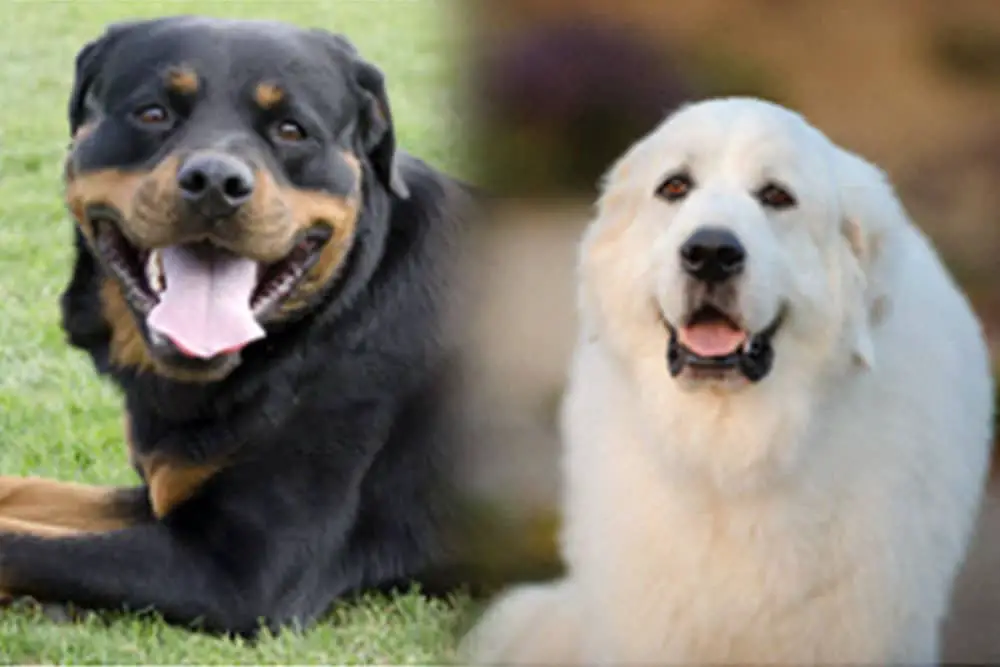 Rottweiler Great Pyrenees Mix