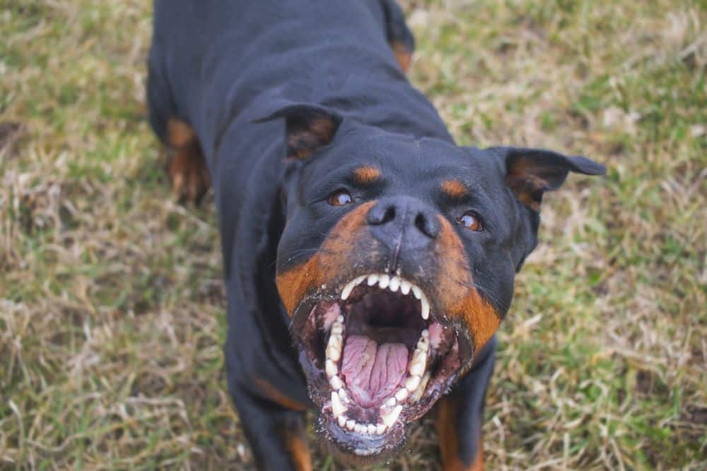 Rottweiler growls and shows teeth