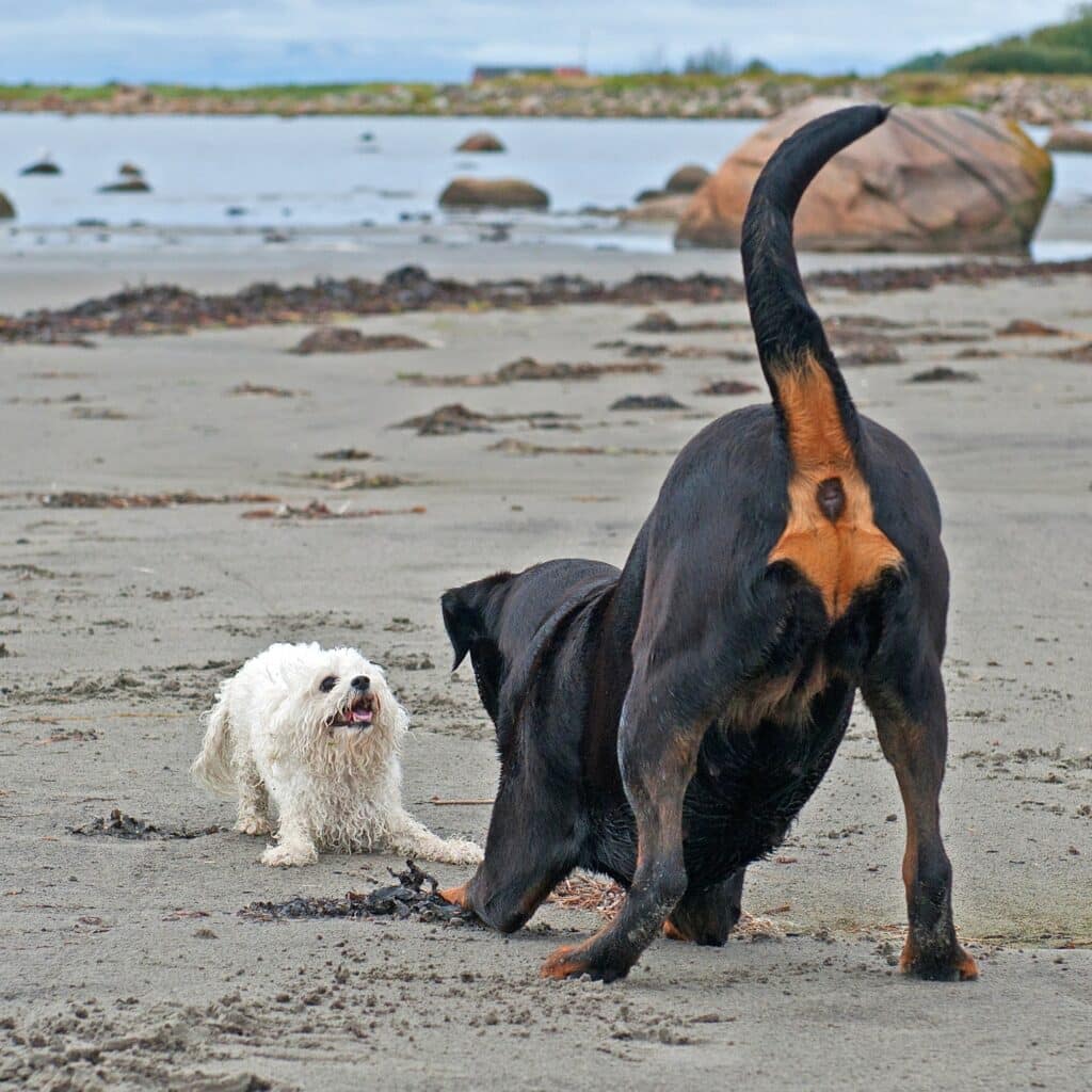 Rottweiler having fun with dog