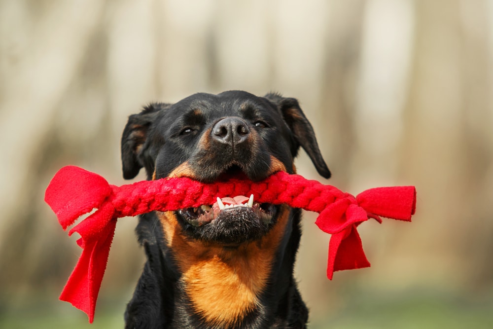 Rottweiler having fun with rope