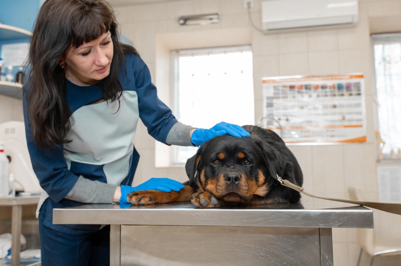 Rottweiler getting vaccinations
