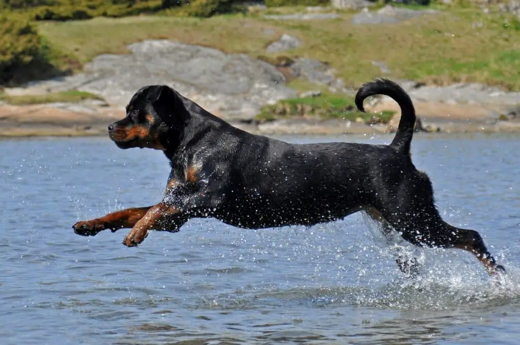 Rottweiler in cold water