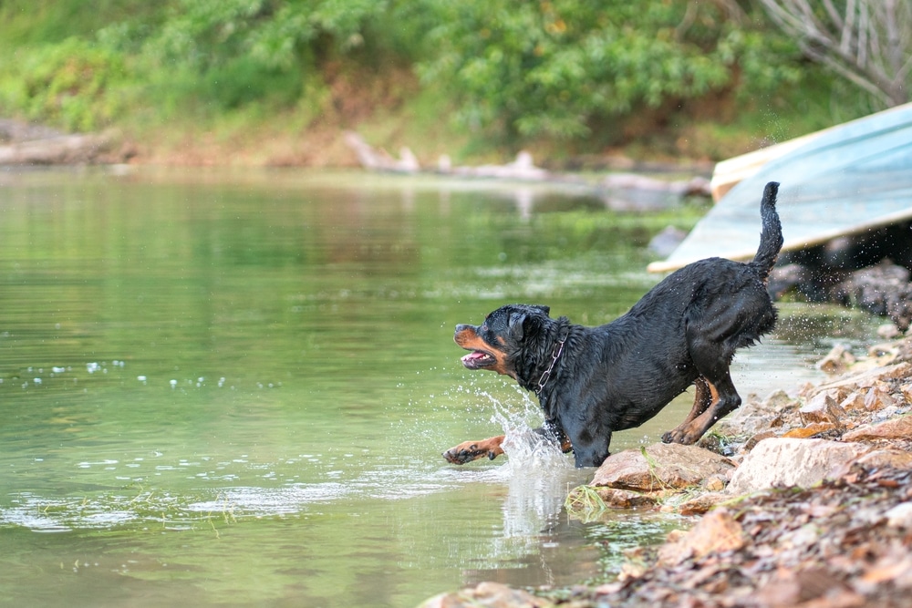 Rottweiler in Water