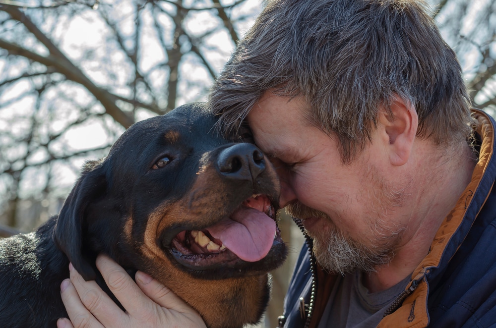 Rottweiler licking