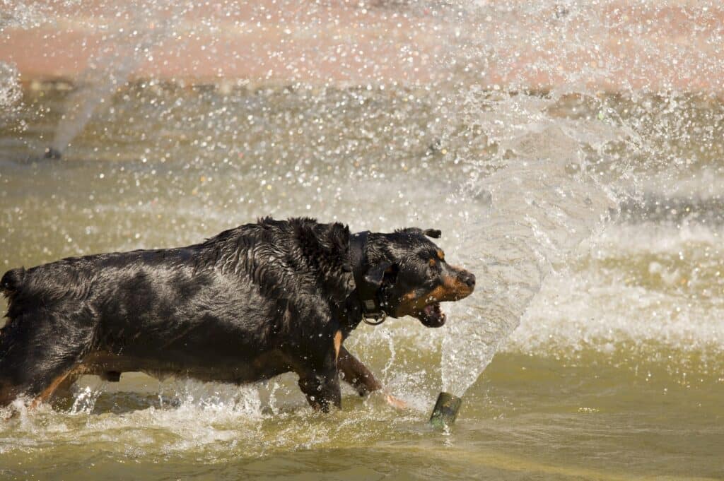 Rottweiler playing in ocean