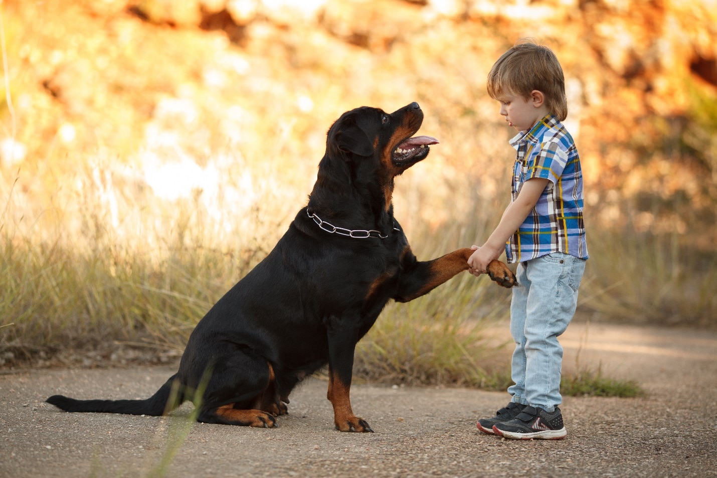Rottweiler playing with boy