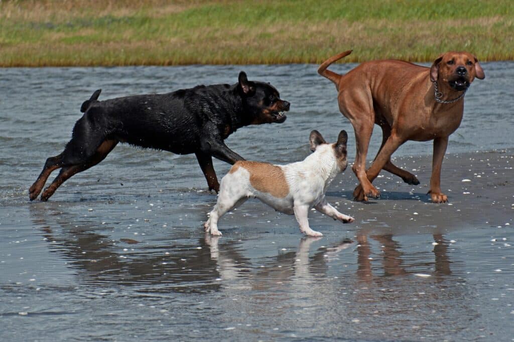 Rottweiler playing with other dogs