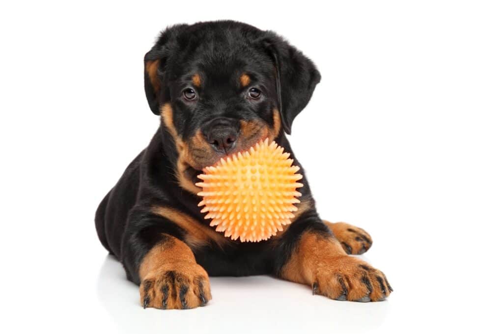 Rottweiler playing with toy