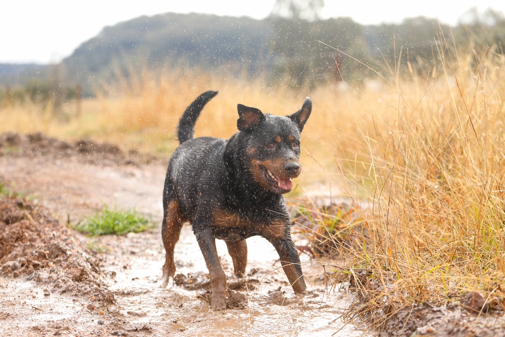 Rottweiler running in mud