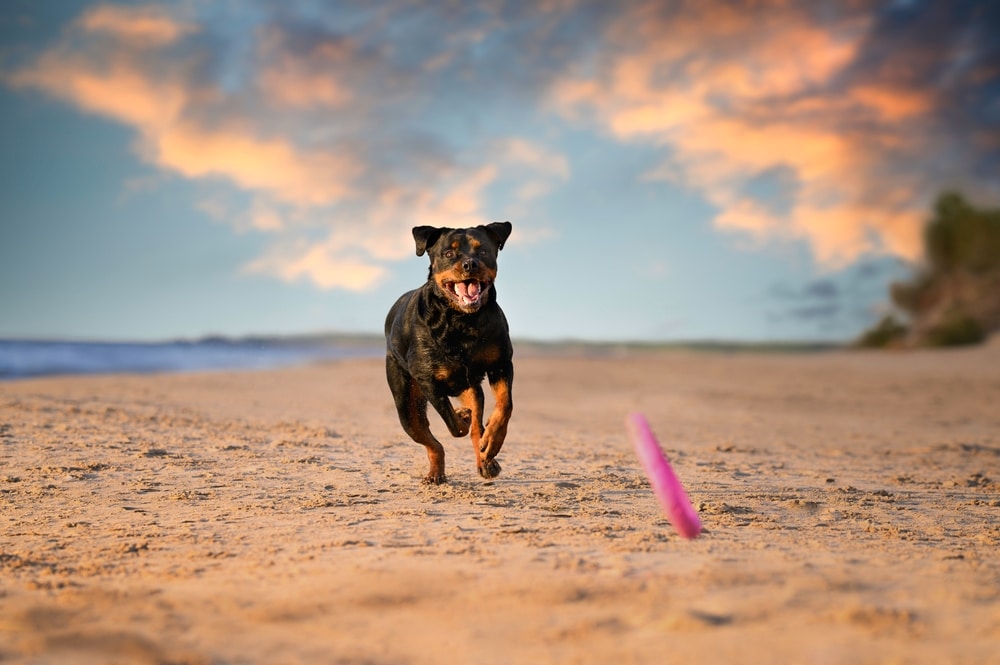 Rottweiler running on beach
