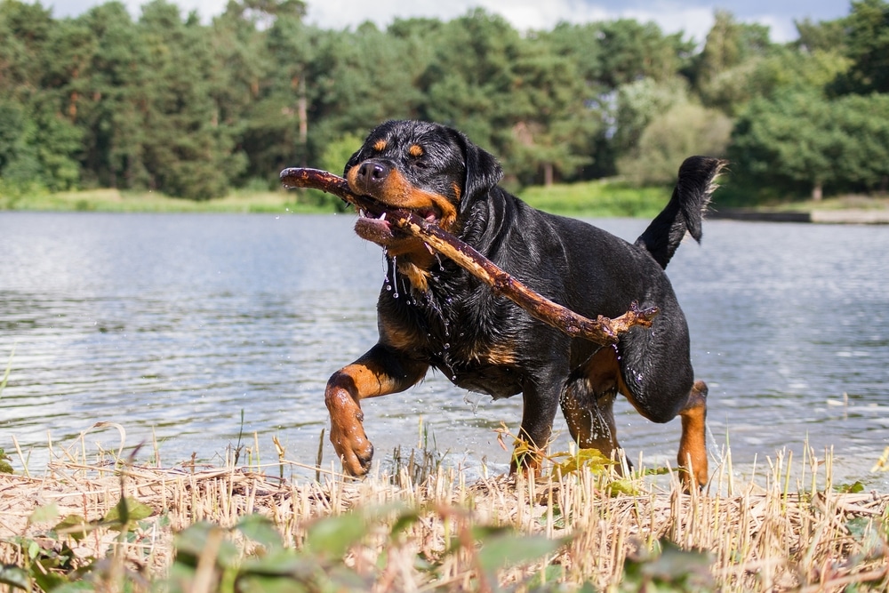 Rottweiler running with stick