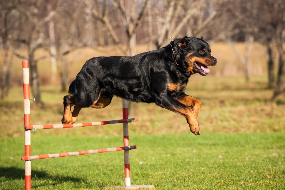 Rottweiler showing agility