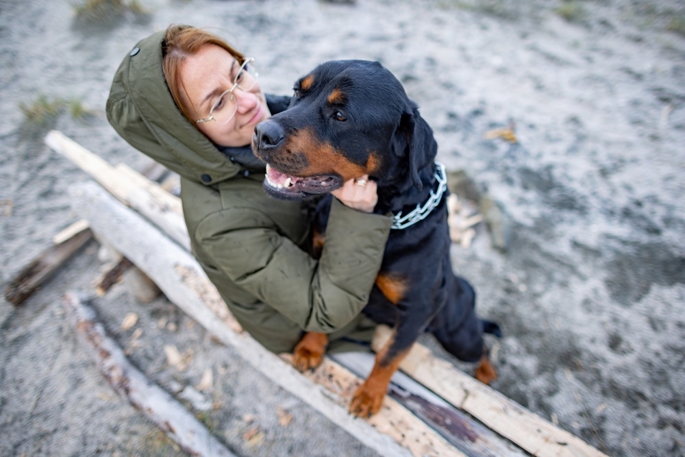 Rottweiler showing love to owner