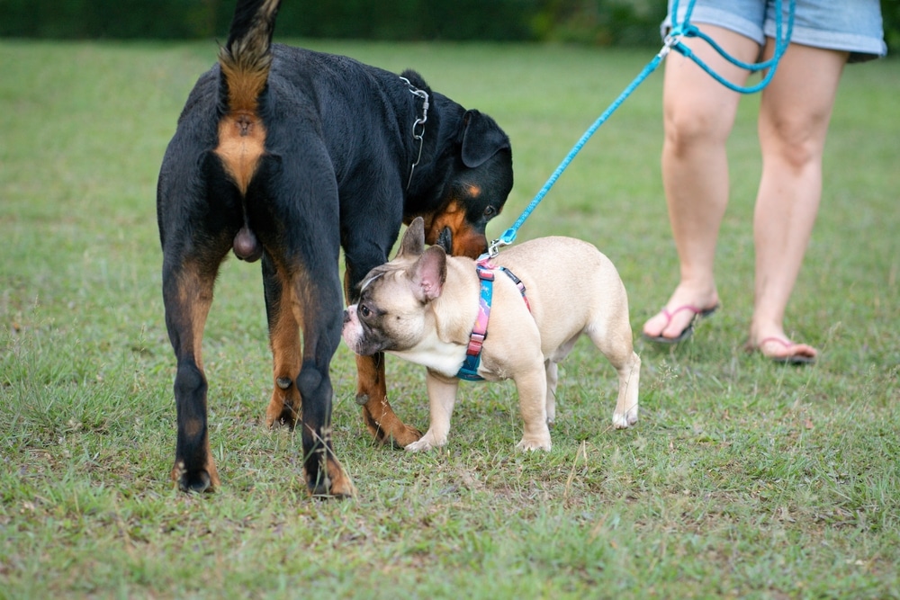 Rottweiler socializing with other dog