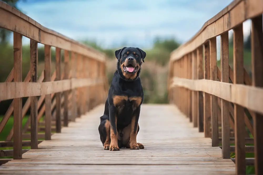Rottweiler standing on bridge