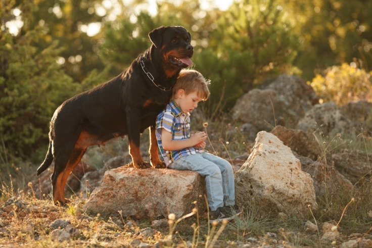 Rottweiler standing with a child