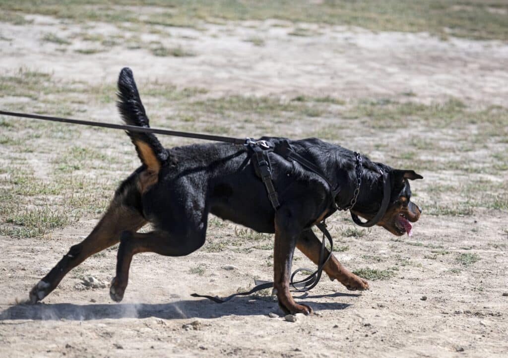 Rottweiler training on leash