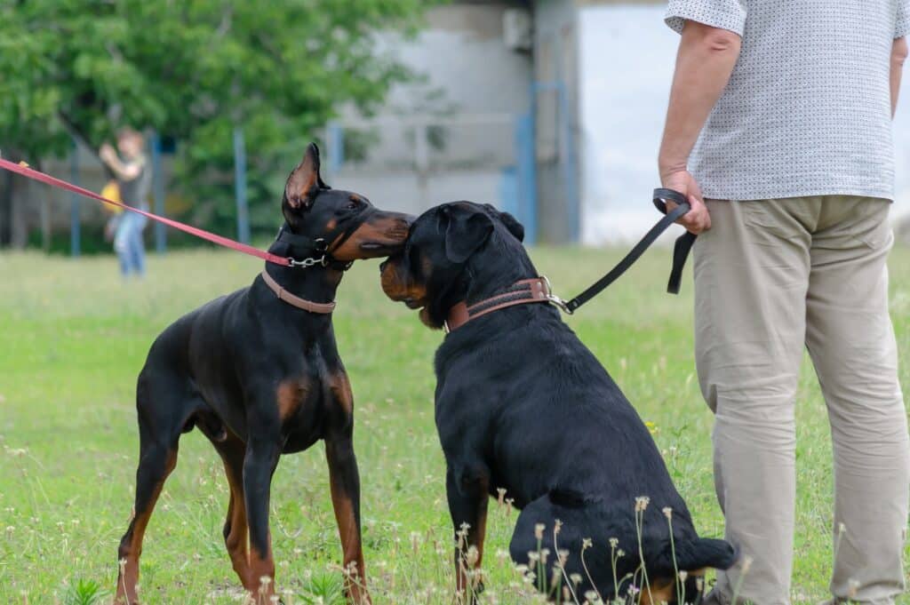 Rottweiler training with another dog