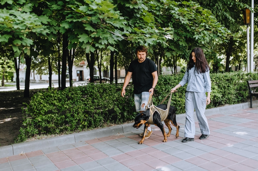 Rottweiler training with owners