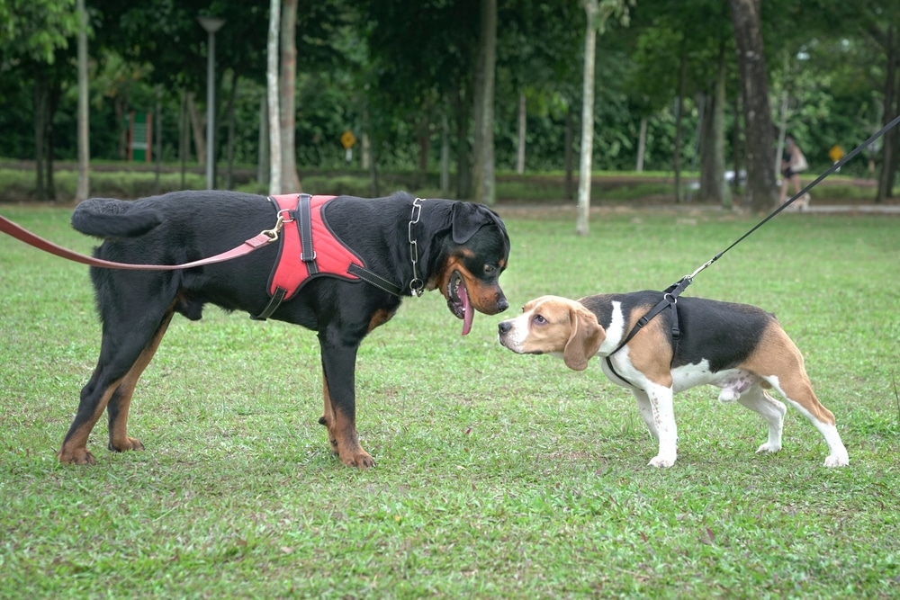 Rottweiler training