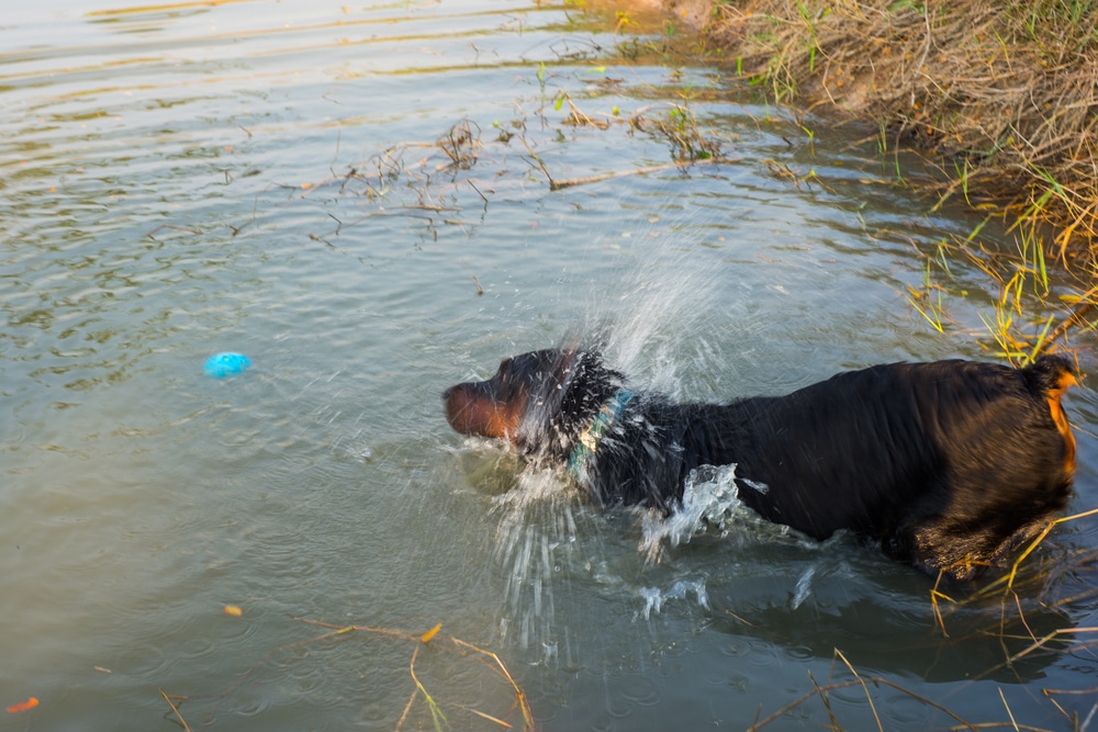 Rottweiler water activities
