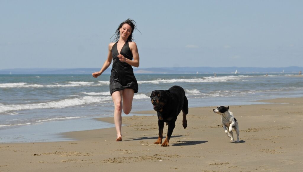 Rottweiler with dog running on beach