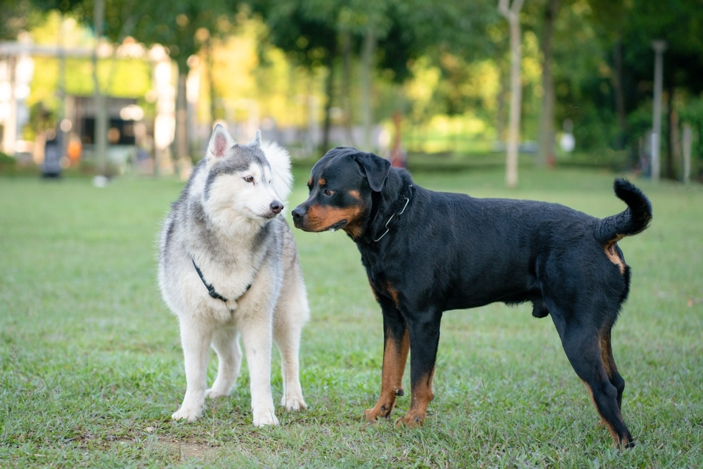 Rottweiler with dog