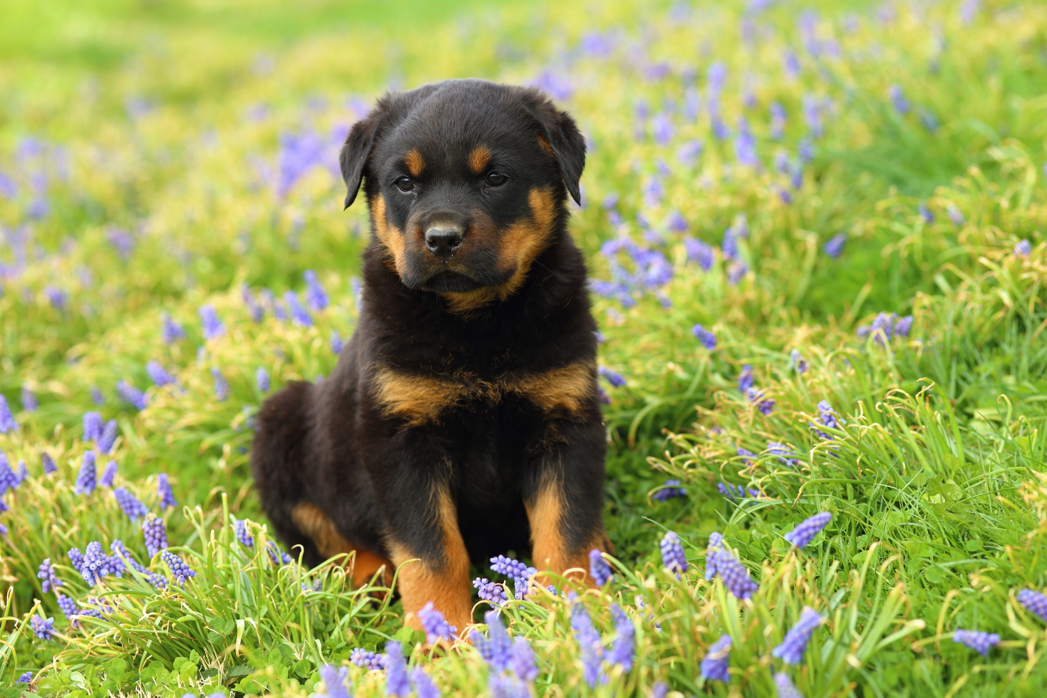 Rottweiler with Epilepsy