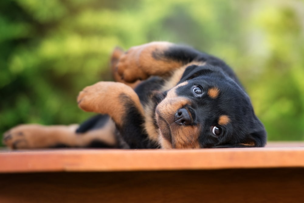 Rottweiler with joint pain
