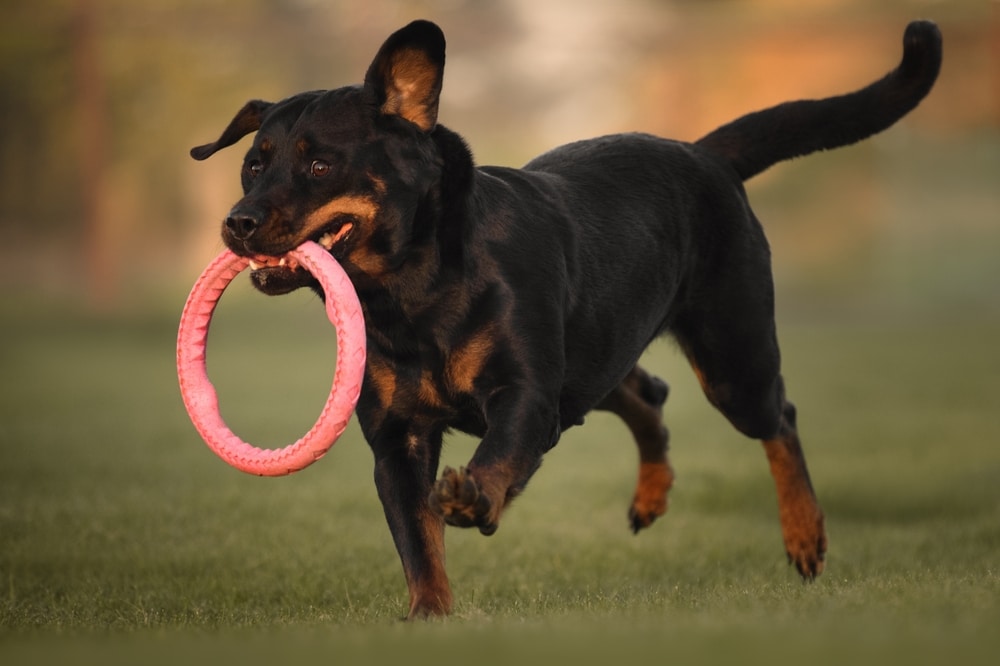 Rottweiler with toy in mouth