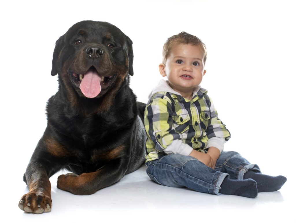 Rottweiler with young boy