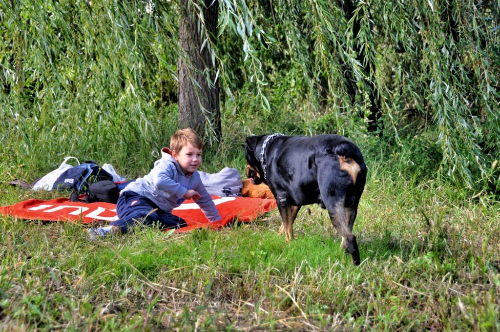 Rottweiler with young boy