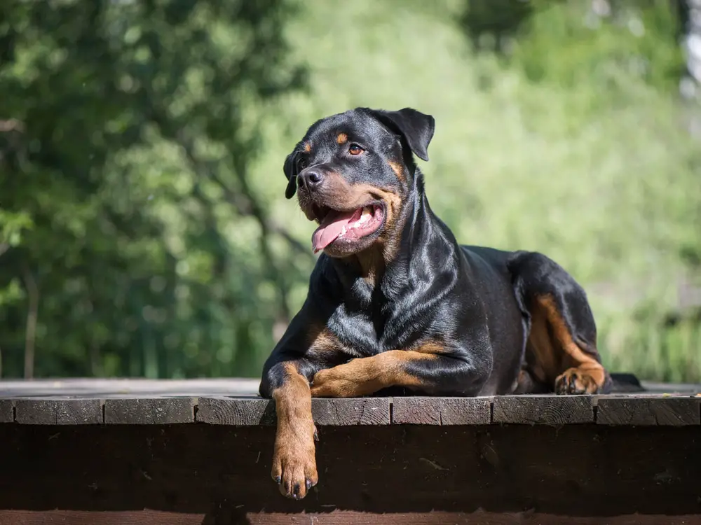 Rottweilers - Complete guide for pet owners
