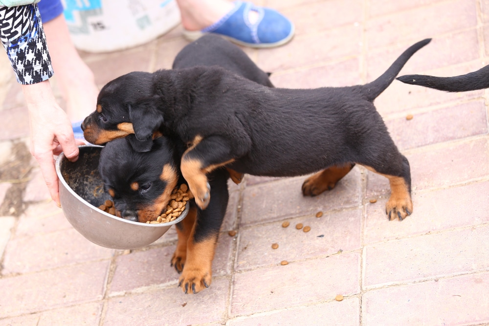Rottweilers eating from bowl