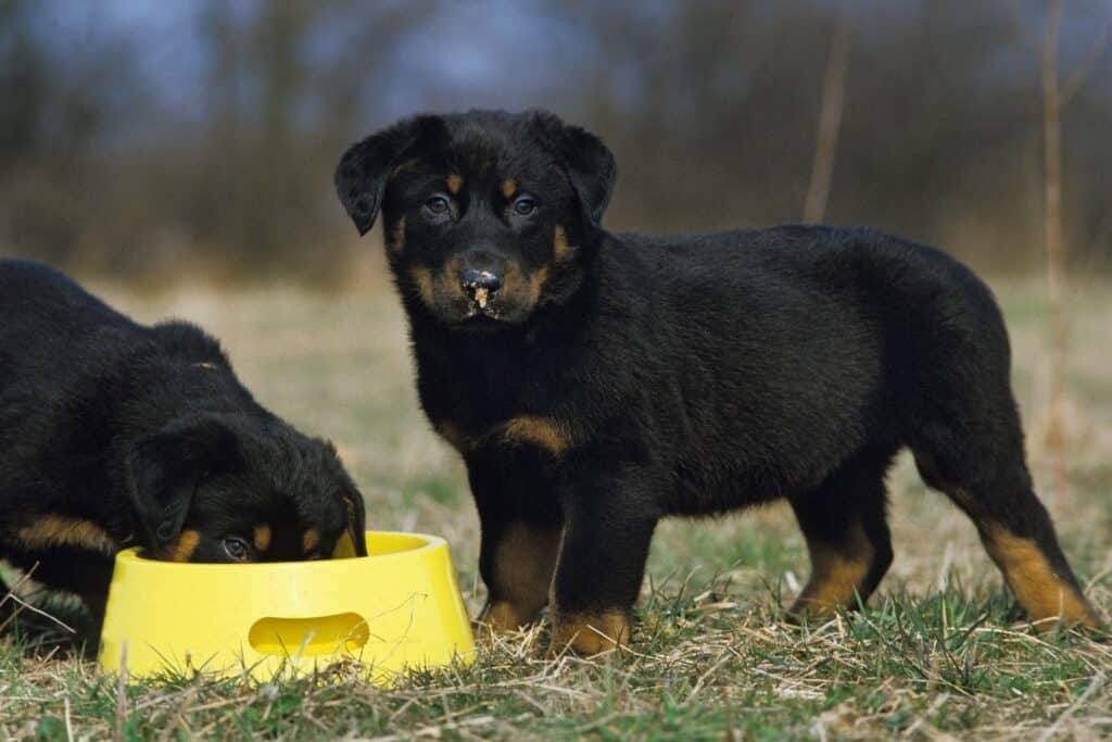Rottweilers eating from bowl