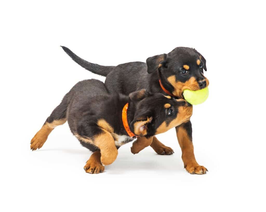 Rottweilers playing