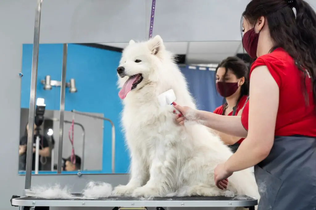 Samoyed being groomed with brush -  White dogs breeds