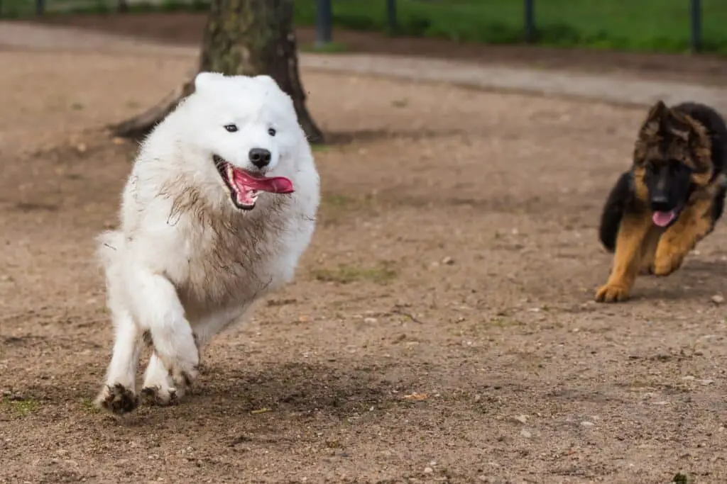 Samoyed running with Shepherd -  White dogs breeds