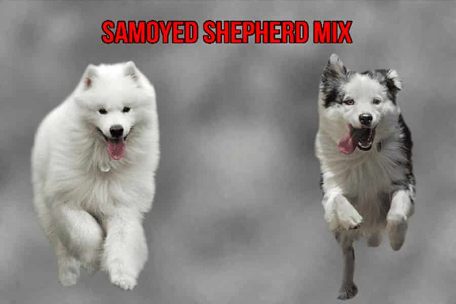 Samoyed Shepherd Mix