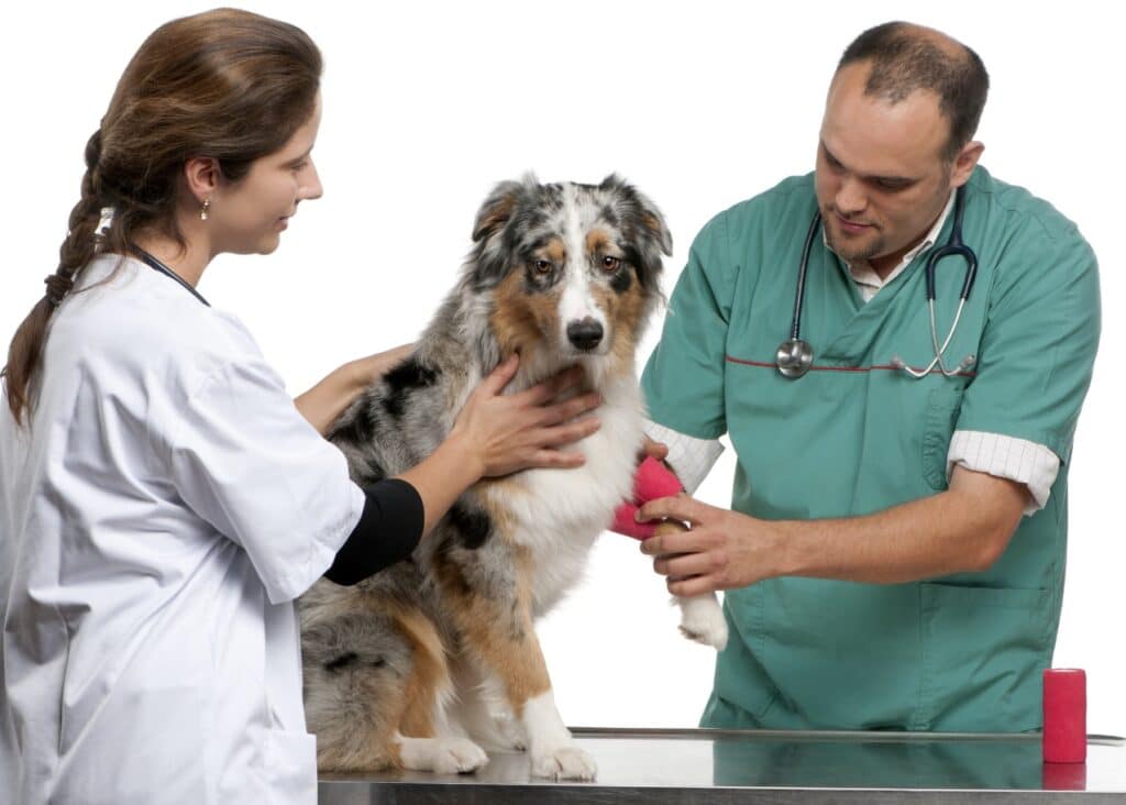 Sick Bernese Mountain Dog at vet
