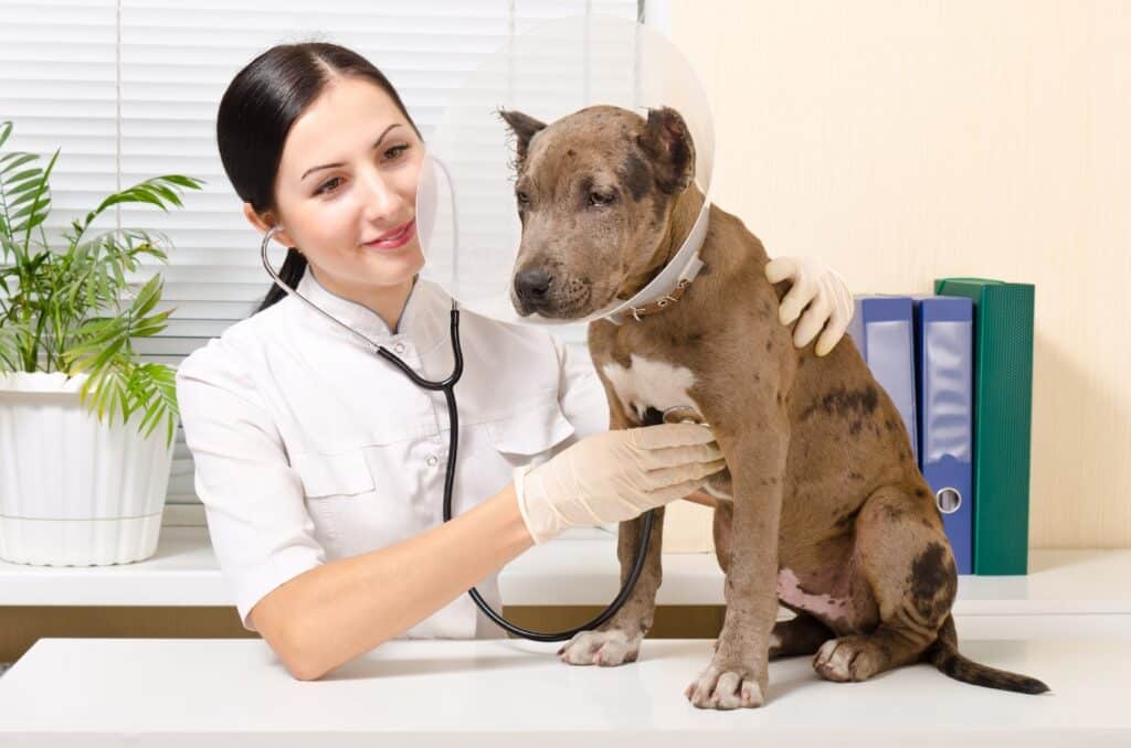 Sick pitbull at vet