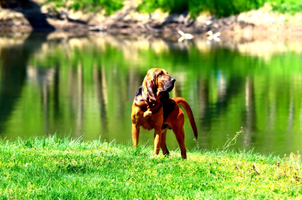 Smart Bloodhound standing