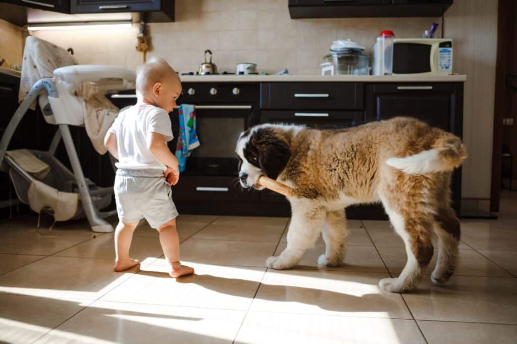 St Bernard dog playing with boy