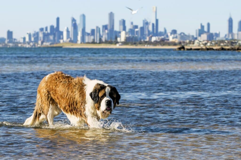 St Bernard playing in the water