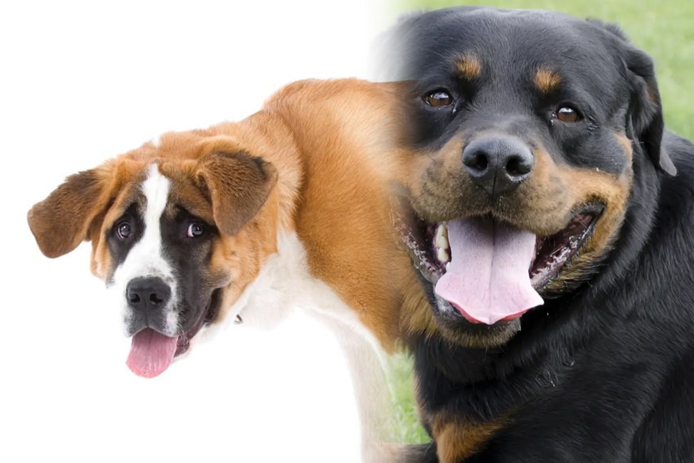 St Bernard Rottweiler Mix