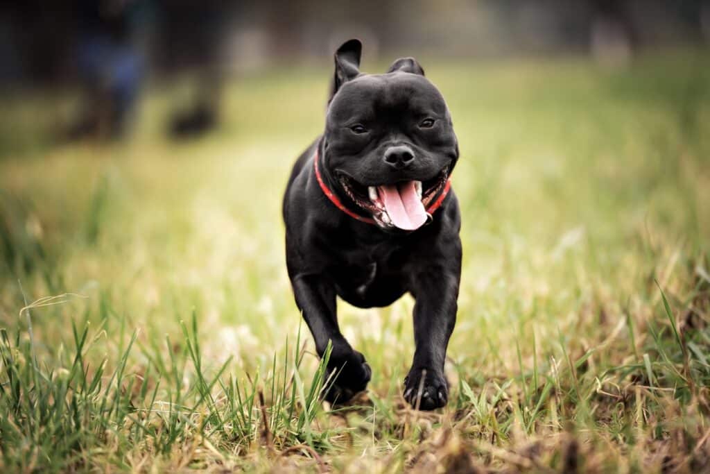 Staffordshire Terrier running
