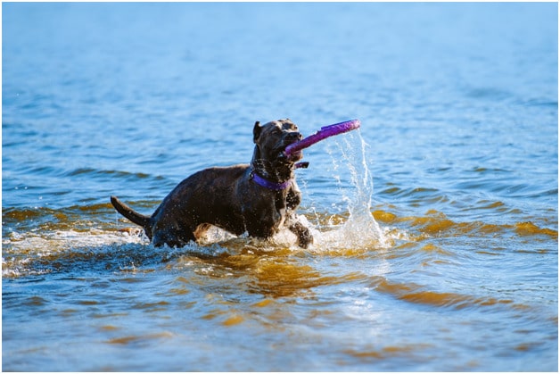 Cane Corso playing in water