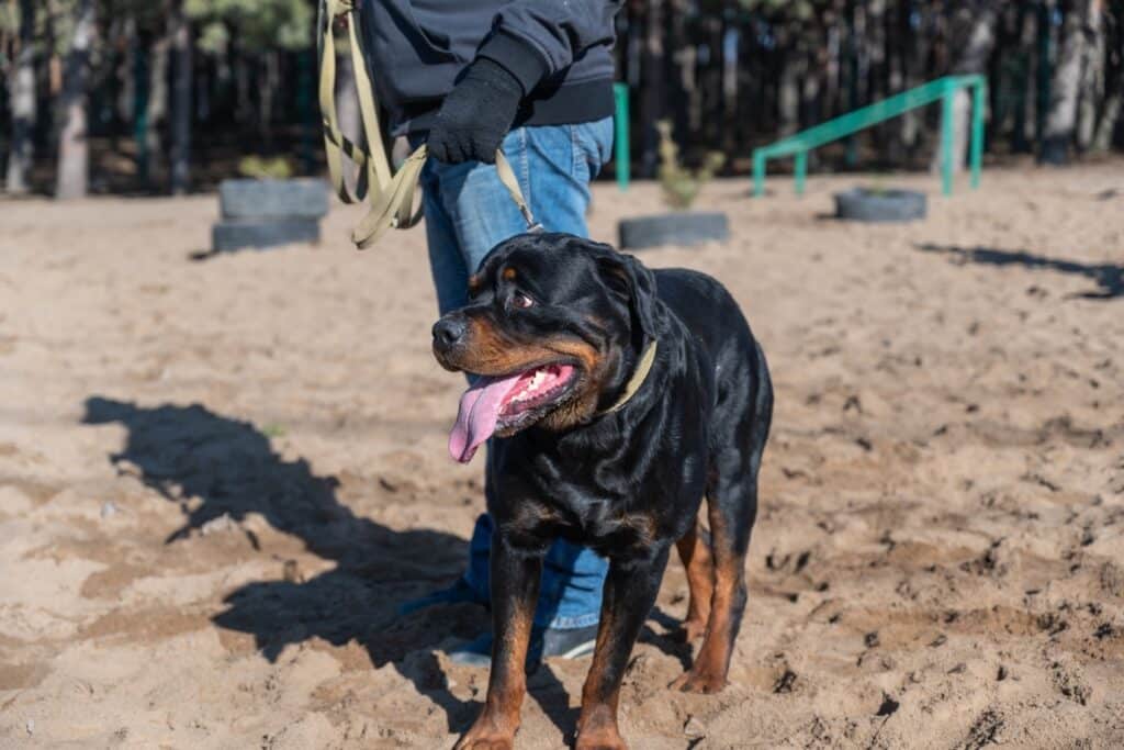 Training a Rottweiler to walk next to owner